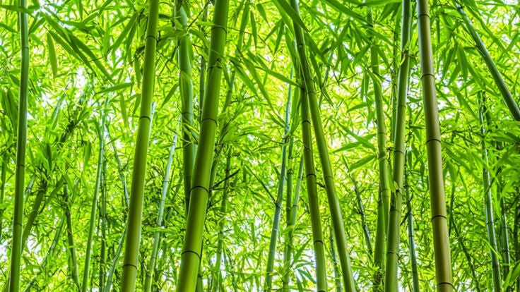 BambooCore™ Technology